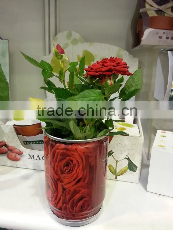 Rose seeds in can