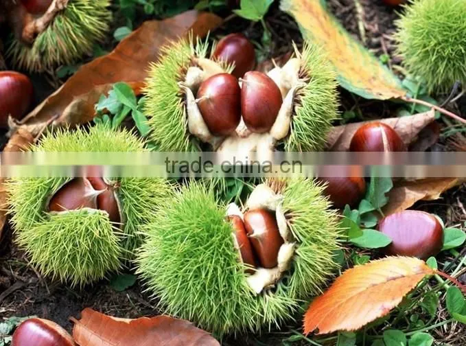 Hot sale chestnut shelling machine on promotion