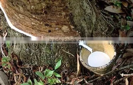 Green rubber band High quality / Durable Hottest products from 100% natural rubber band