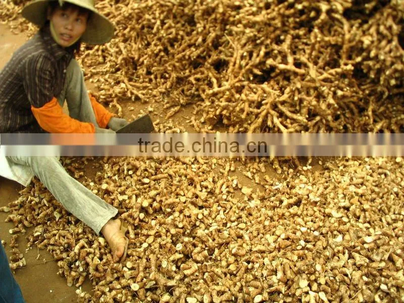 Guangdong Natural Galangal Roots