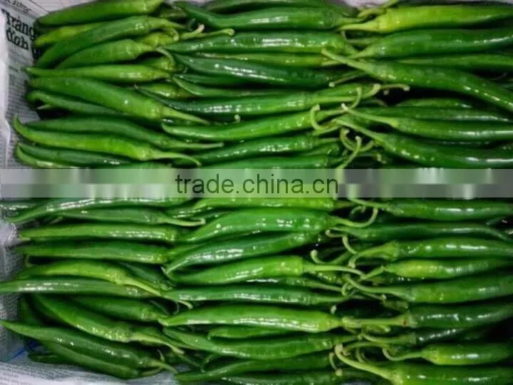 DALAT FRESH RED CHIILI