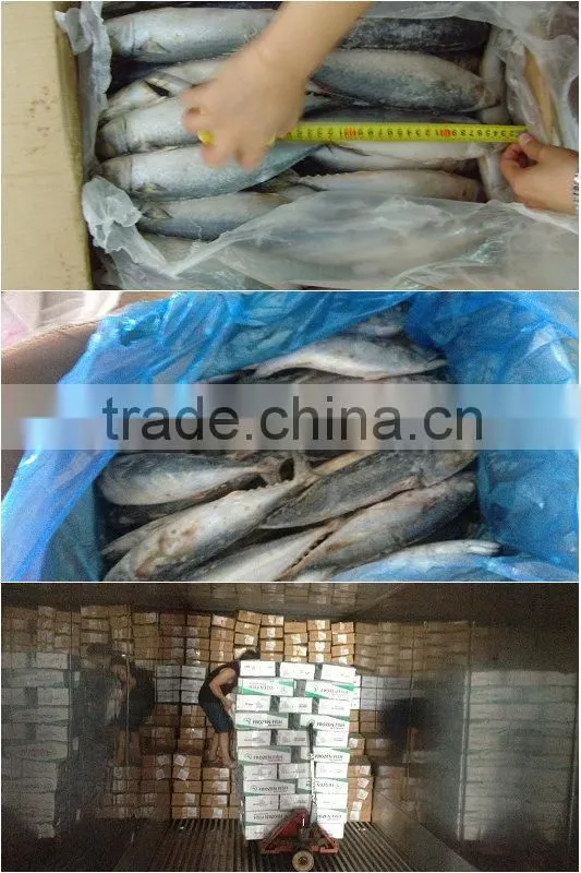 Frozen mackerel scomber scombrus
