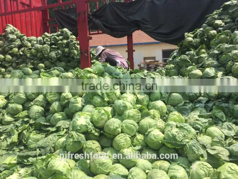 Hot sale Chinese Big White long Cabbage