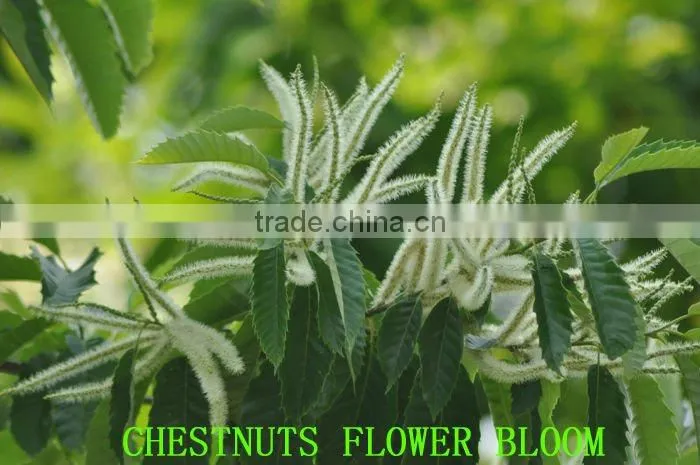 Natural soft and sweet frozen roasted chestnuts
