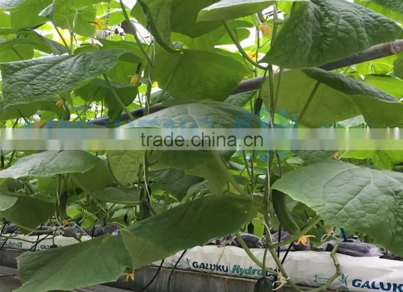 Double-layer Inflated film Greenhouse