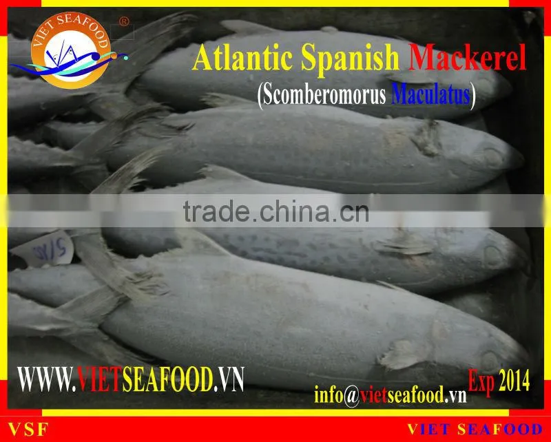 FROZEN W/R ATLANTIC SPANISH MACKEREL