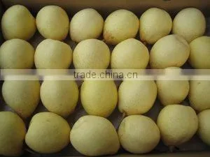 Chinese Centurial pear(white)