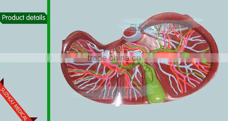 Liver model