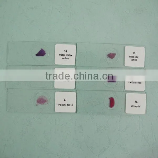Hot sale Prepared histology slides