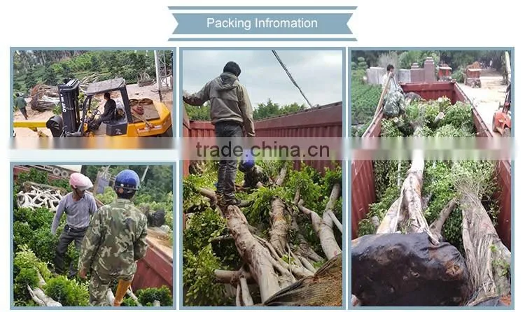 Woody large indoor plants for sale