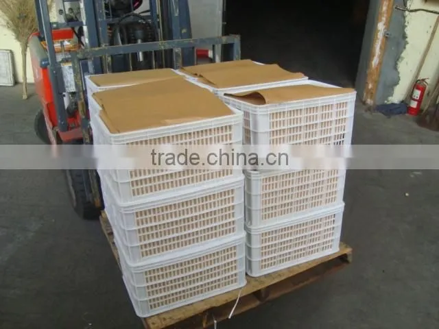 Large quantity Natural healthy chestnut