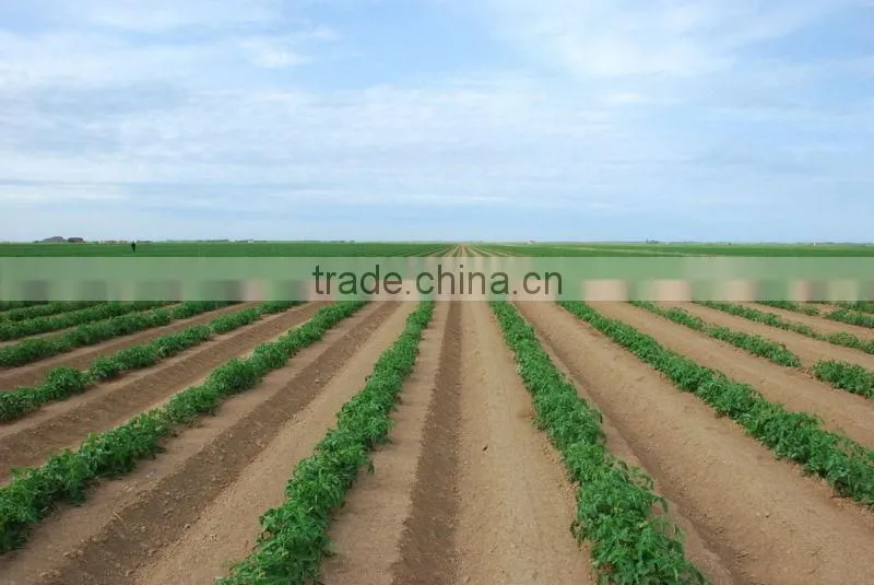 fresh potato from Chinese holland potato farms