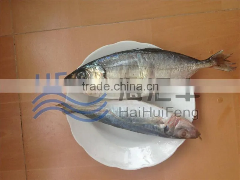 Whole round frozen horse mackerel fish in good price 25+