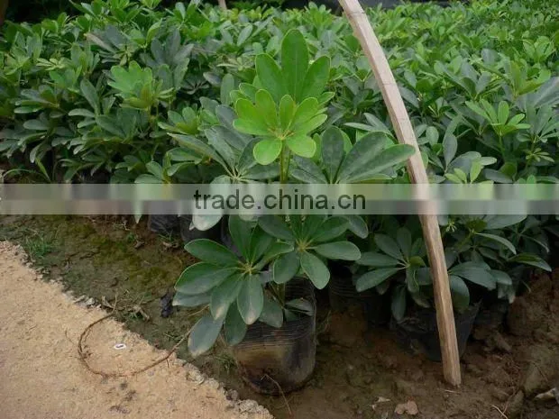 evergreen foliage outdoor landscaping decorative ornamental plants Schefflera octophylla (Lour.) Harms