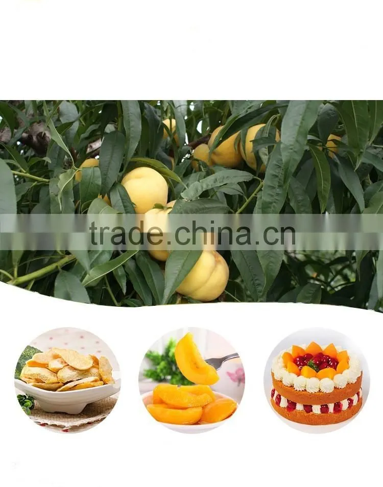 yellow peach tree seedling