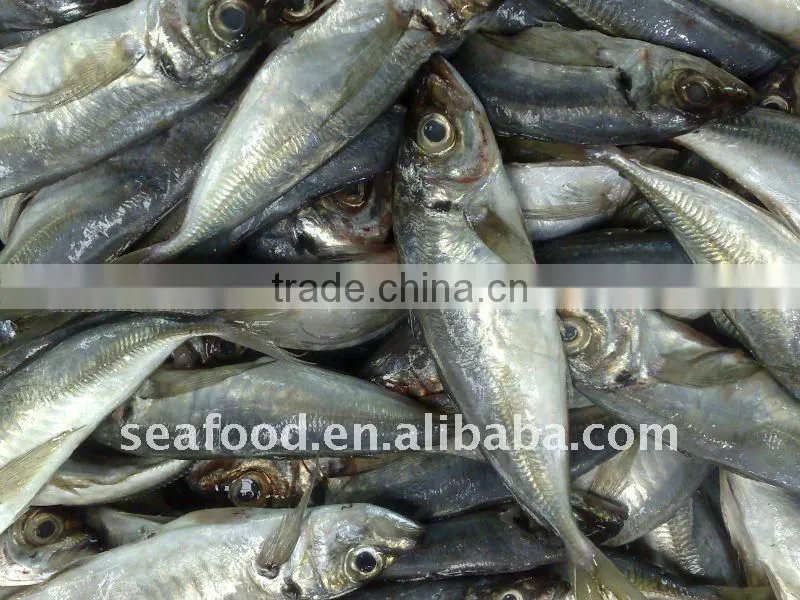 Whole round frozen horse Mackerel on sale