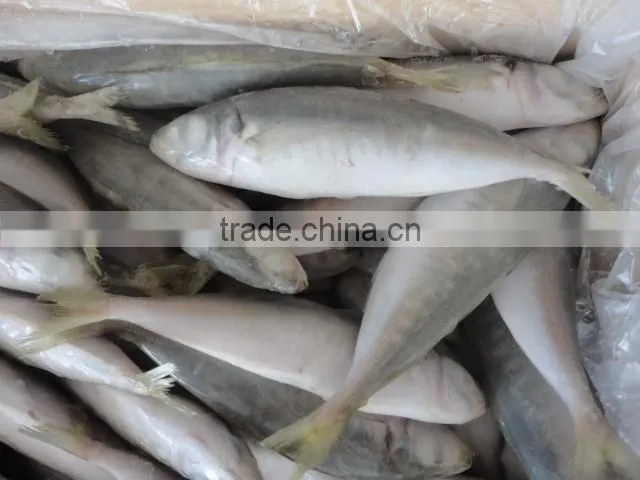 Frozen IQF Horse Mackerel
