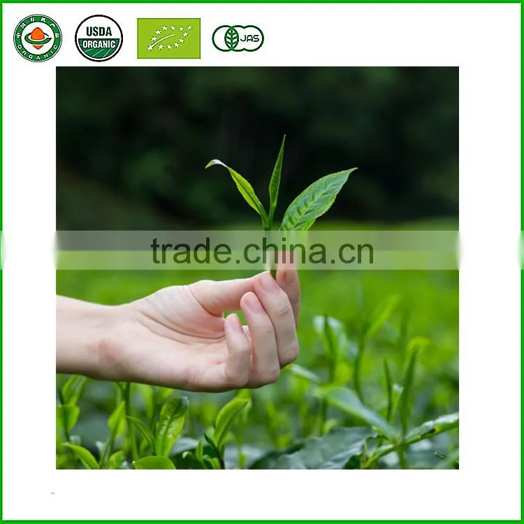 Chinese organic Green Tea loose leaf tea