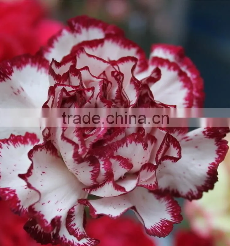 New Olympic carnation flowers for mothers day