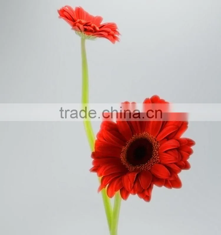 High quality Savanna red single gerbera