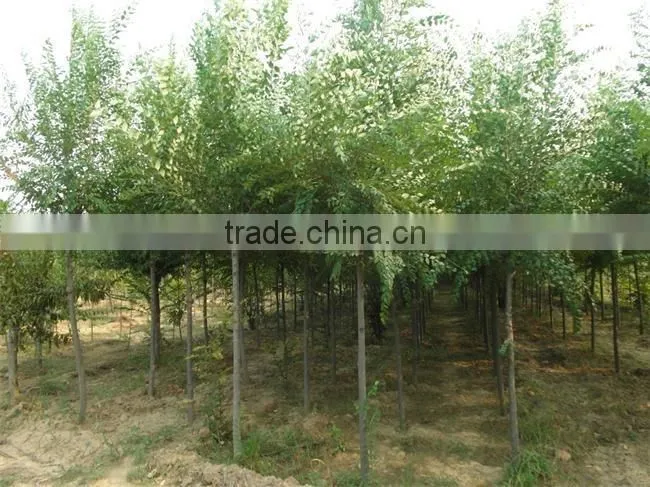 Ulmus pumila L. tree