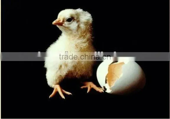 egg incubator