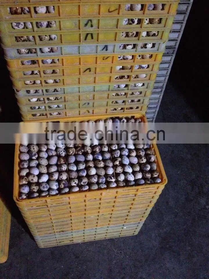 China best selling plastic egg crate tray for quail eggs delivery