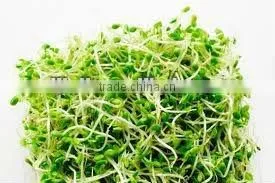 Automatic Bean Sprouting Machine JL260B-Manufacturer/ CE Certificate