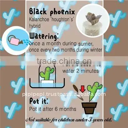 pet plant, mini plant, miniplant