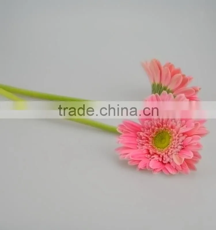 Fashionable Honey fresh cut gerbera flower
