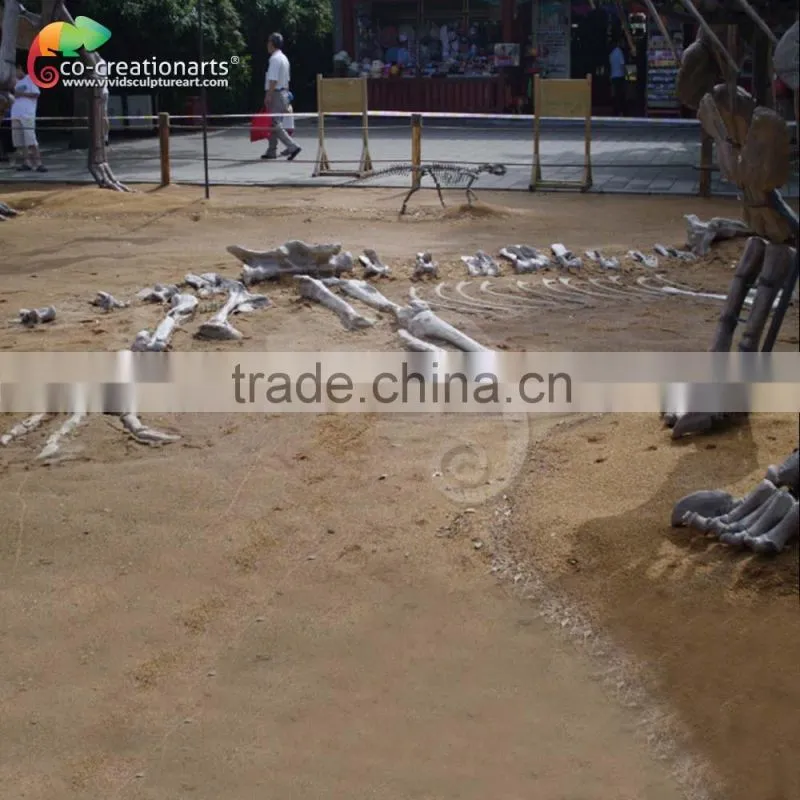 High Quality Dinosaur Fossil and Dinosaur Skeleton For Museum /Life Size Dinosaur Skeleton