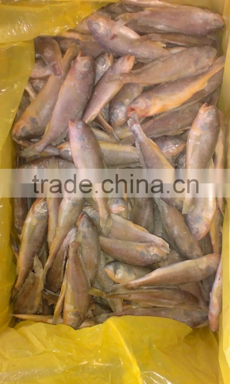 ship frozen small yellow croaker for sale