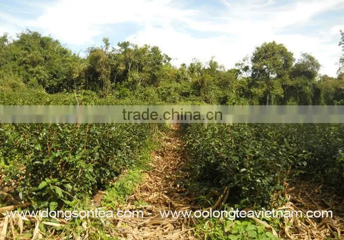 VietNam High mountain oolong tea- Dong Son oolong tea"