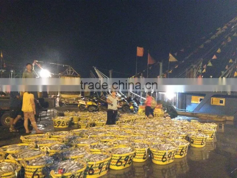 wholesale products WR frozen sardine 20-25pcs/kg with high quality