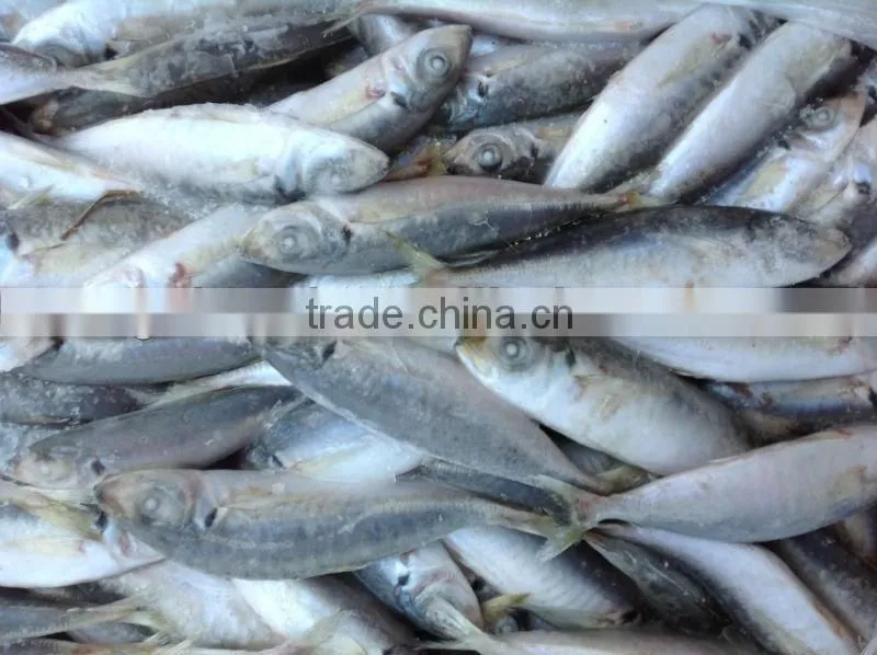 High quality frozen round scad(Decapterus Maruadsi).