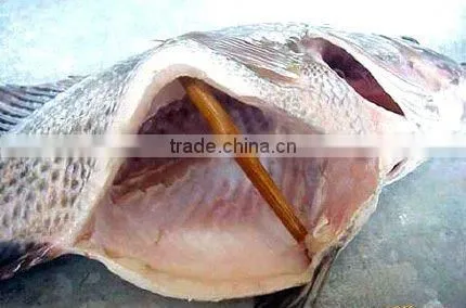 gutted and scaled tilapia cleaned low price
