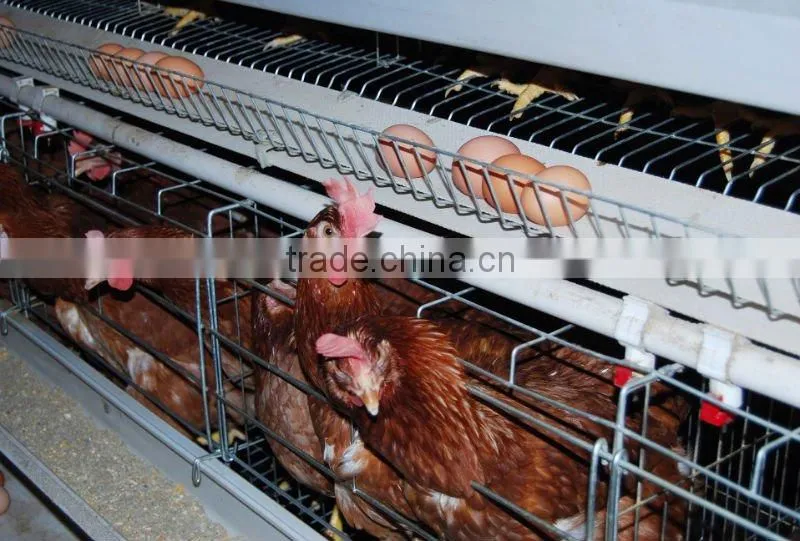 poultry farm layer cage(3 tiers)