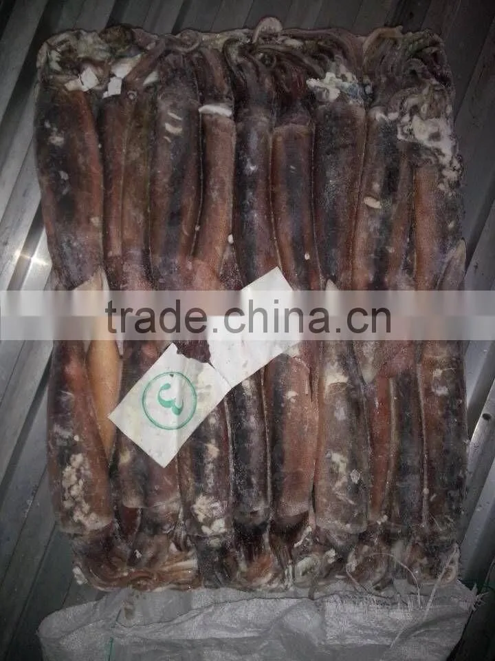 Illex squid argentinus