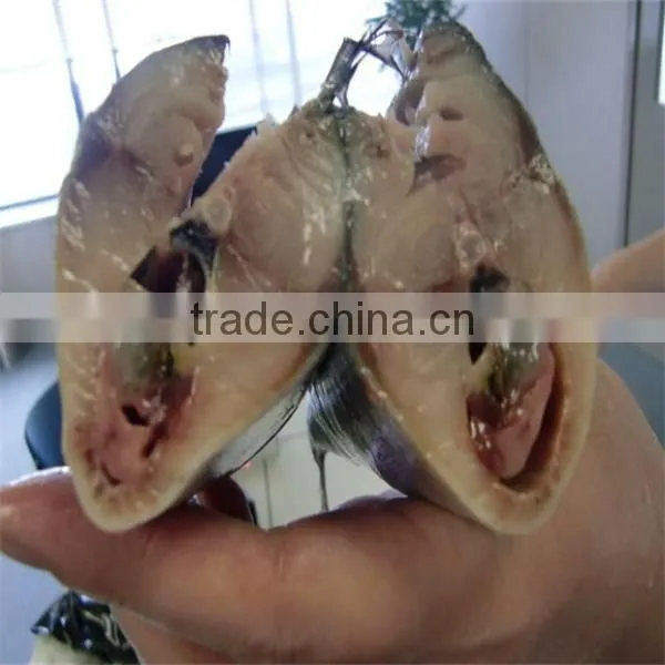 best fresh frozen mackerel fish