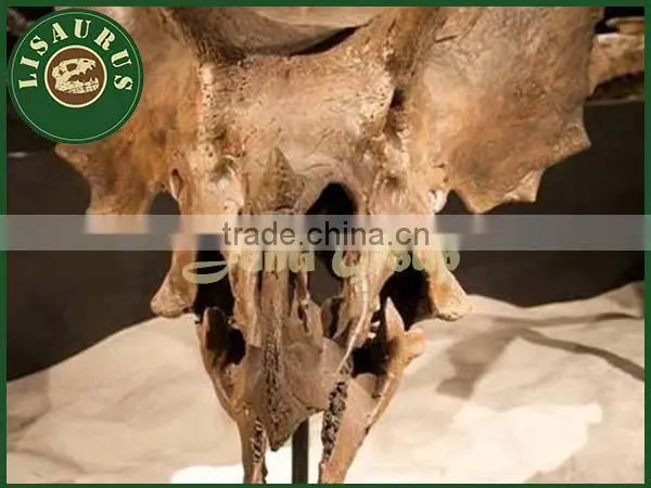 Lisaurus-0183 Dinosaur fossil as educational equipment
