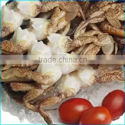 HL0088 illex squid tubes squid fish