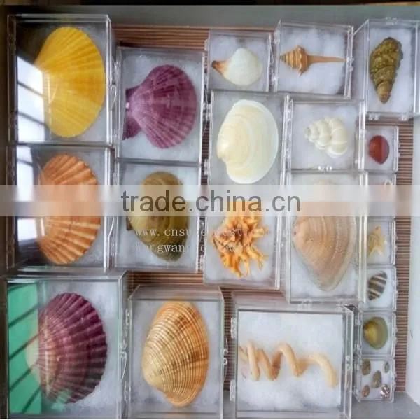 OEM custom acrylic watch display box