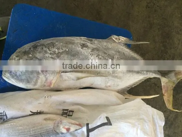 frozen fresh whole round trevally fish for sale
