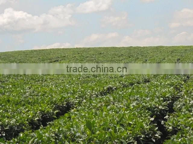 Moc Chau green tea, Son La TEA