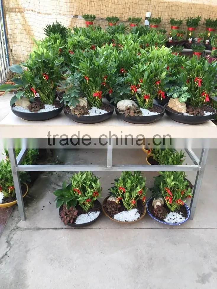 Dracaena sanderiana Sander