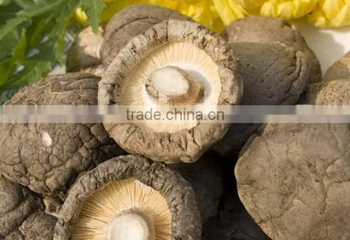 lentinus edodes/mushroom champignon/champignon mushroom