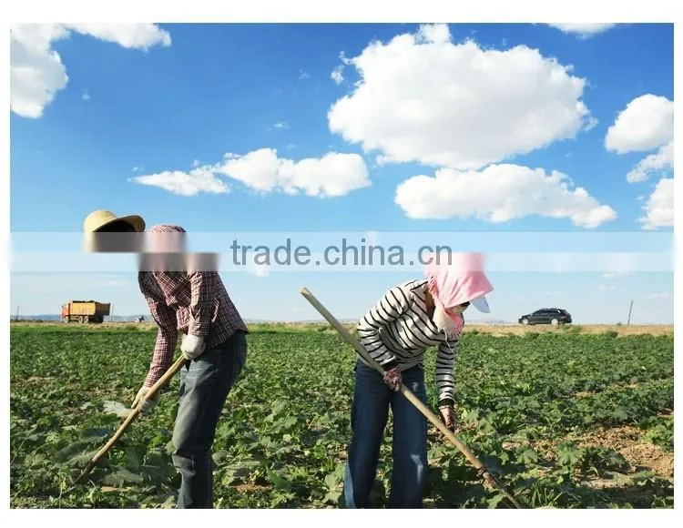 EU standard Pumpkin seeds kernels shine skin grade AA