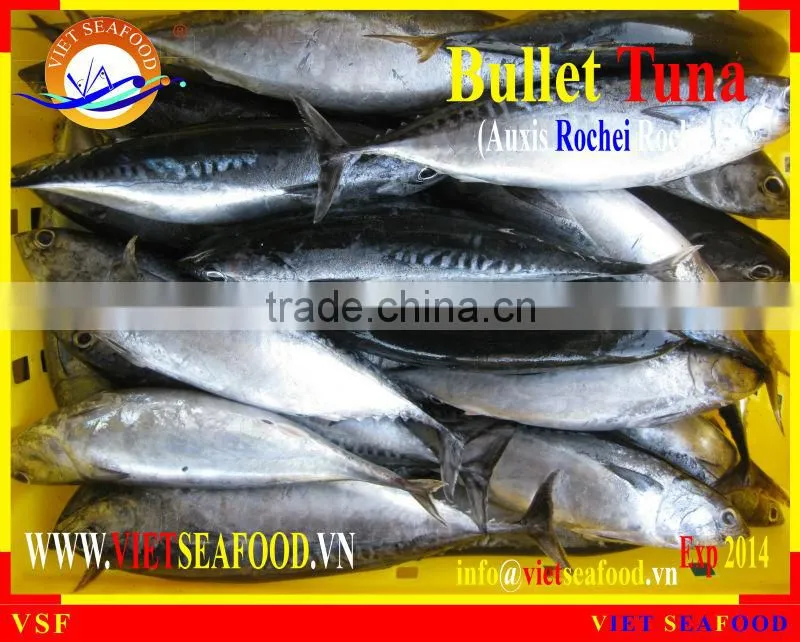 W/R FROZEN BULLET TUNA