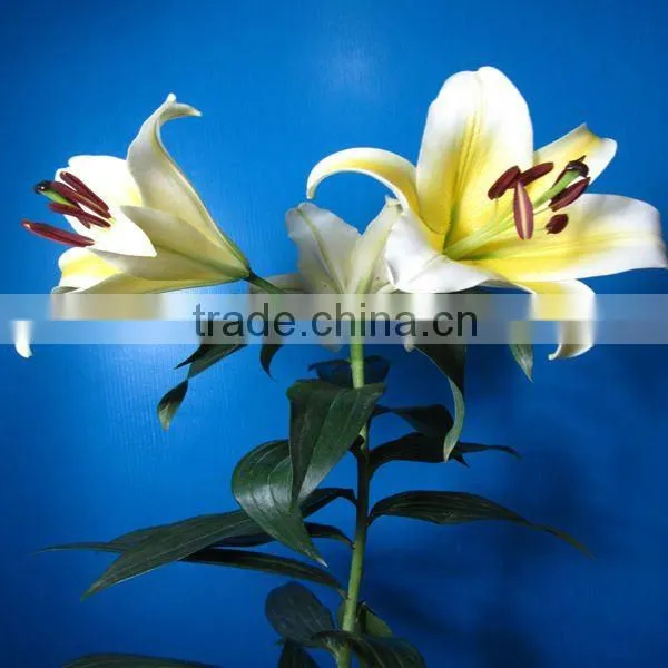Fresh cut flowers Dark Pink Oriental Hybrid lily Robina