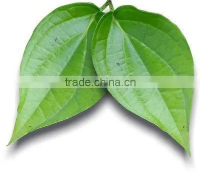 Pure Betel Leaf Oil | Betel Leaf Essential Oil For Export Only